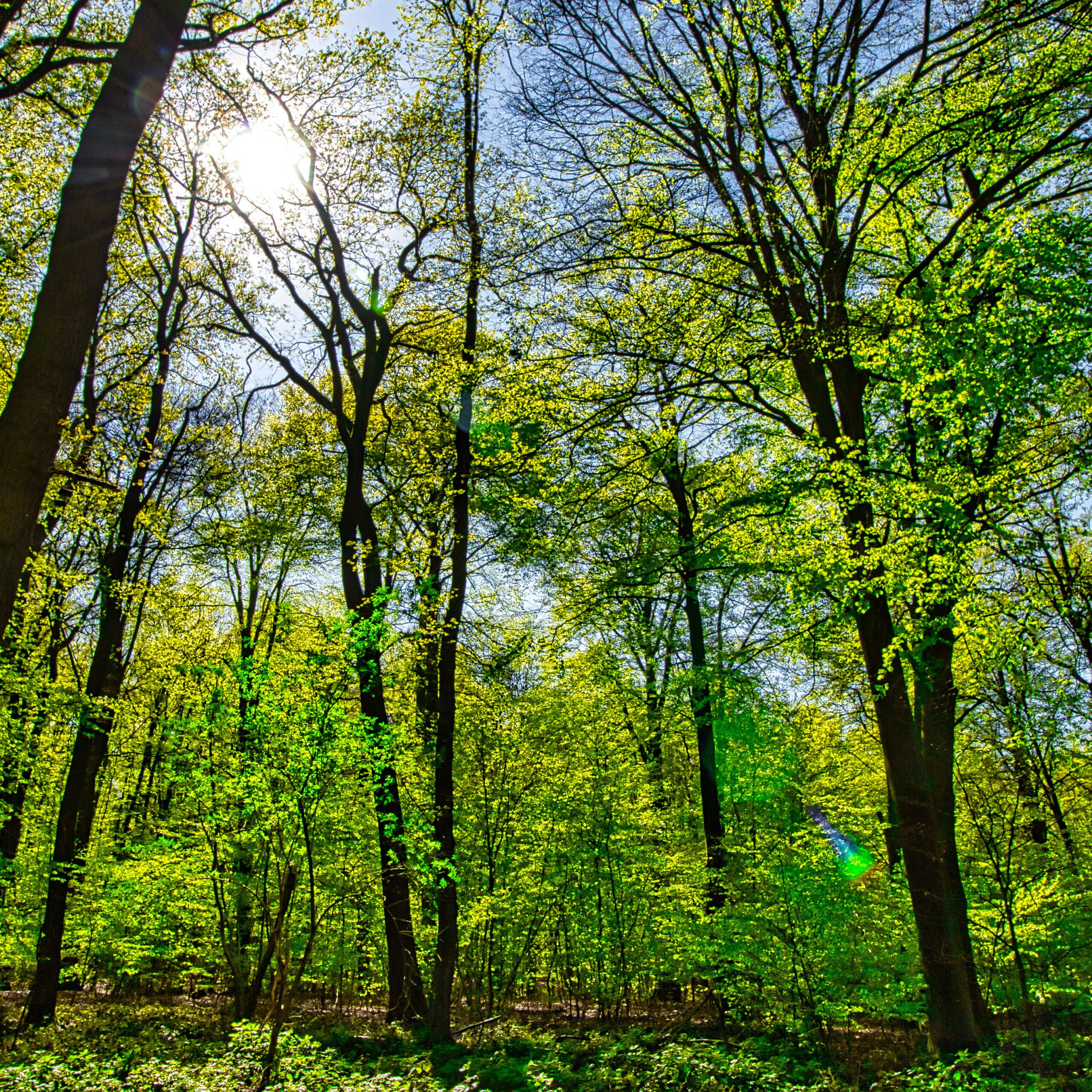 Nationalpark Reichswald